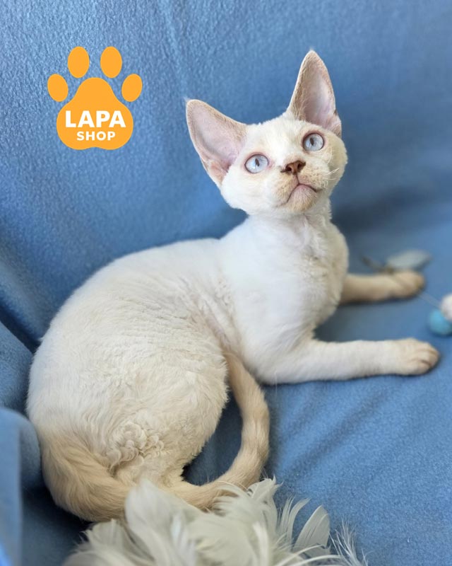 ліловий ван девон-рекс