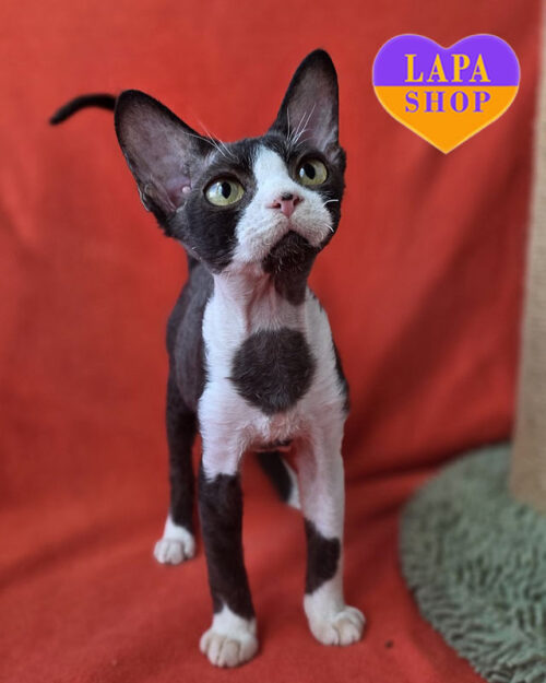 black and white Devon Rex