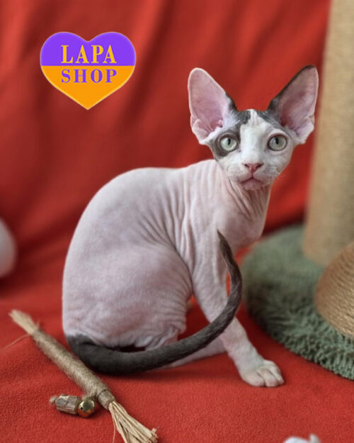 Devon Rex chocolate van <br> <br> <br>