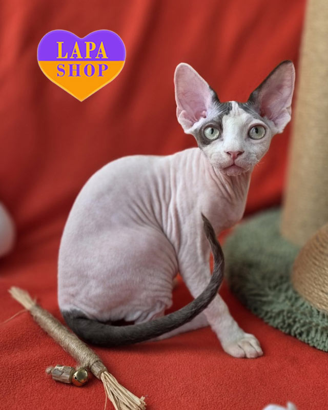 Devon Rex chocolate van <br> <br> <br>