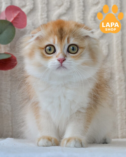 чорний золотий хайленд-фолд