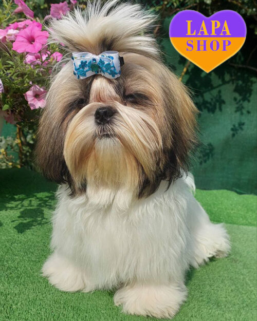 рудо-біла ши-тцу