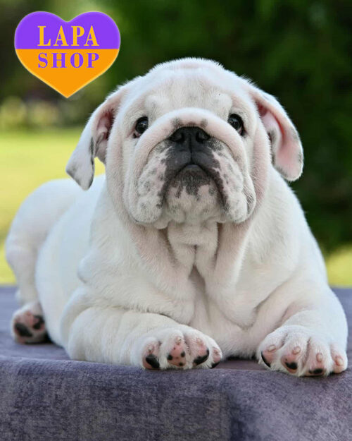 white English bulldog