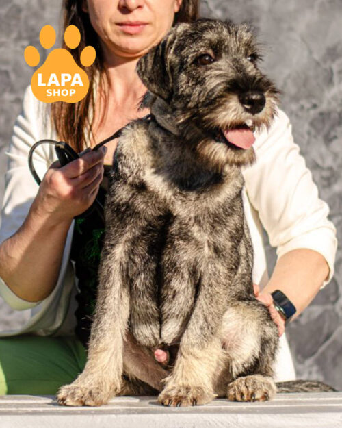 мітельшнауцер