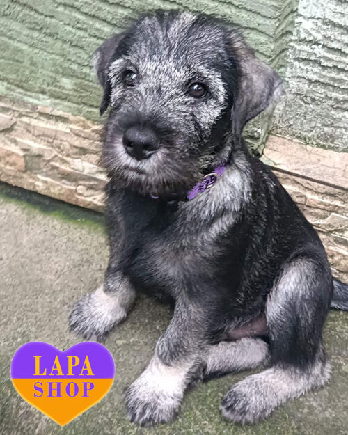 Mittelschnauzer color pepper with chili