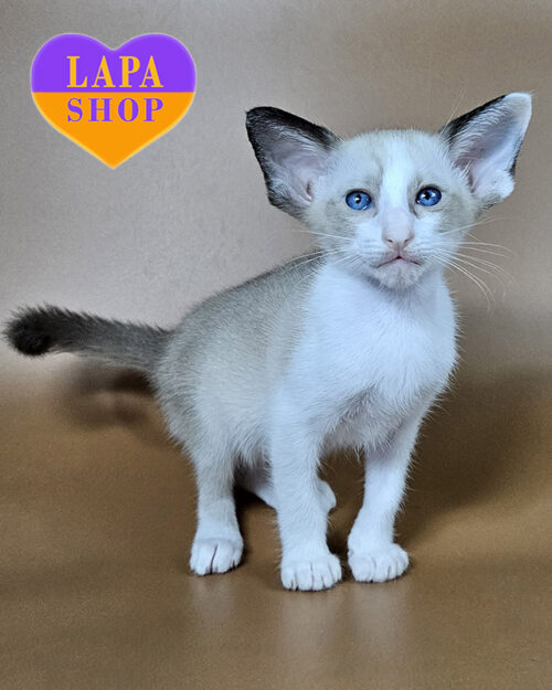 черный биколор сиамский