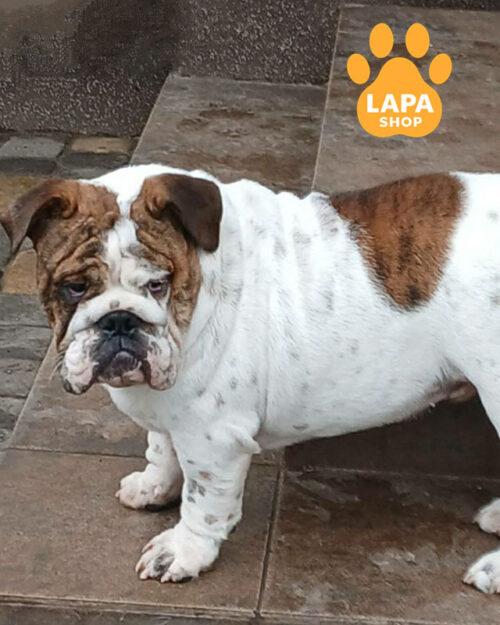рудо-білий англійський бульдог