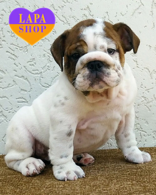 red and white English bulldog