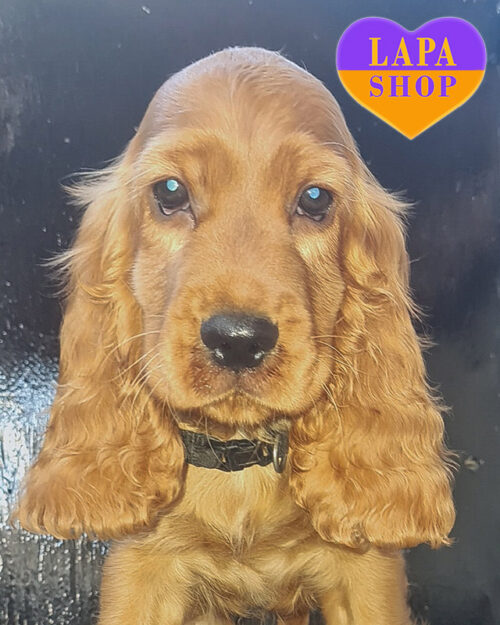 рудий англійський кокер спанієль