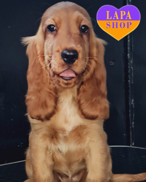 red English Cocker Spaniel