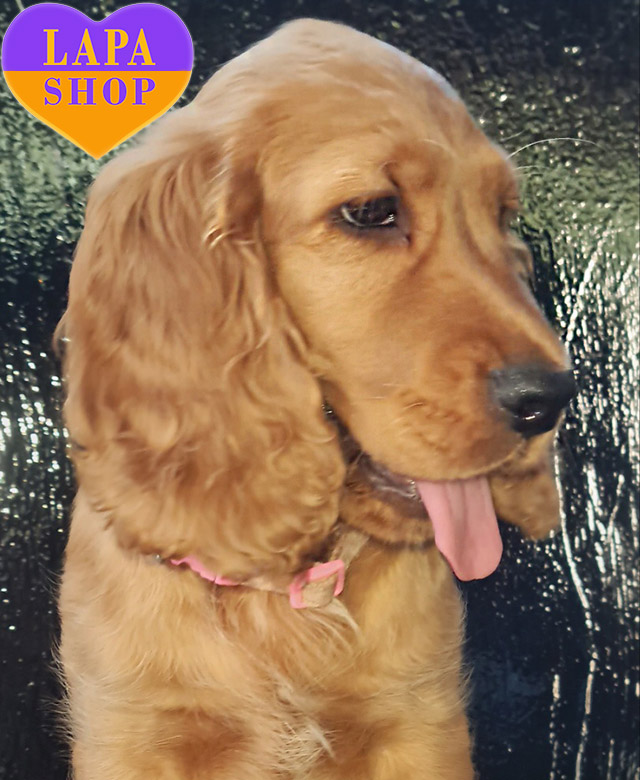 English-Cocker-Spaniel-03