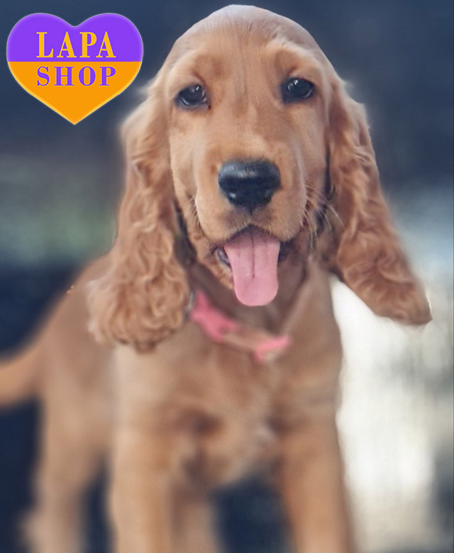 English-Cocker-Spaniel-04