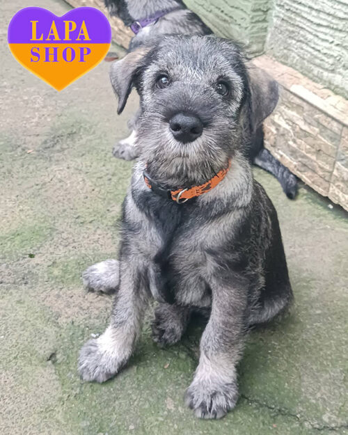 Erasmus — очаровательный красавец породы миттельшнауцер