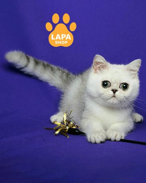 сріблястий екзот