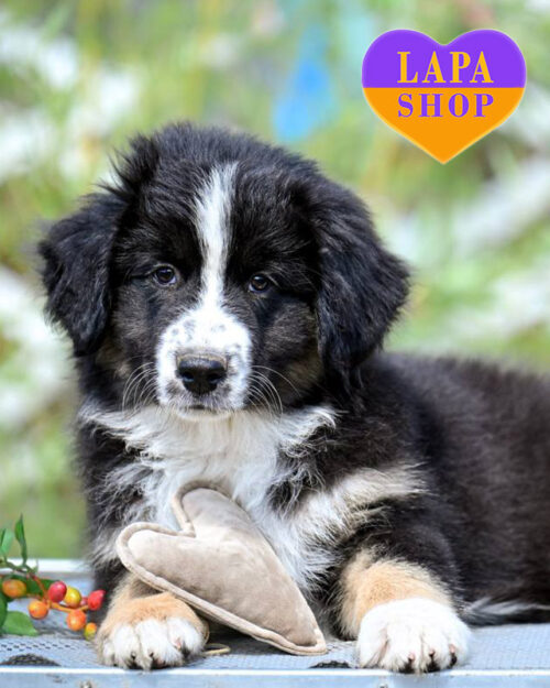 мініатюрна американська вівчарка