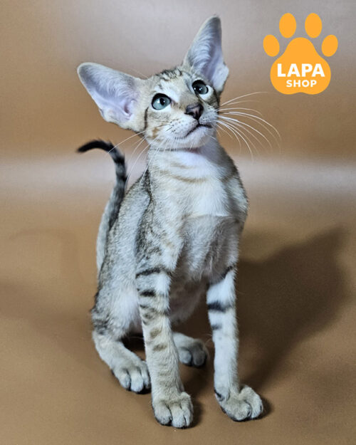 чорний плямистий орієнтал