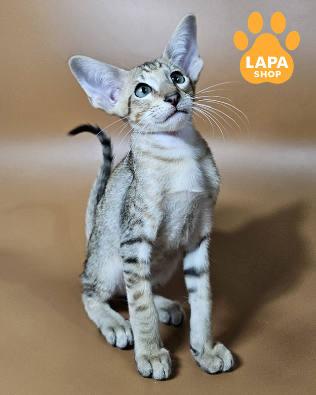 чорний плямистий орієнтал