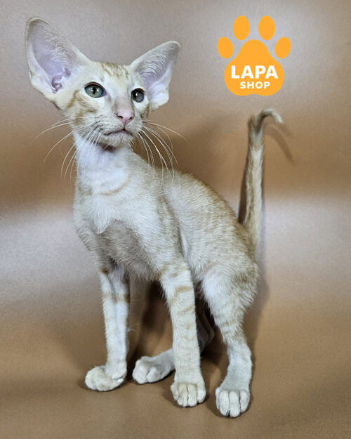 рудий плямистий орієнтал