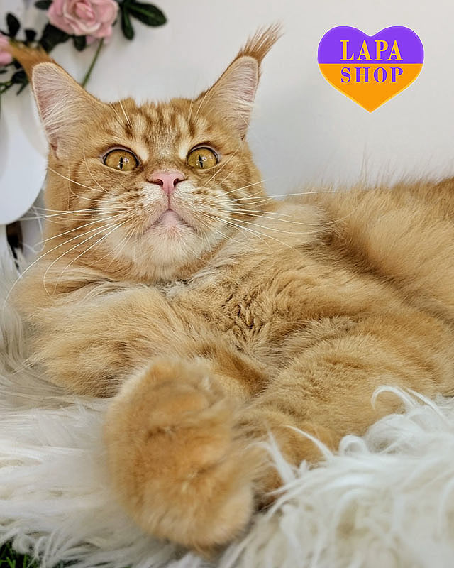 Порода кошек мейн-кун: плюсы и минусы, характер и особенности fiery best quee