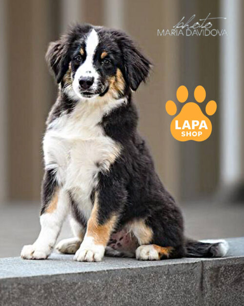 мініатюрна американська вівчарка