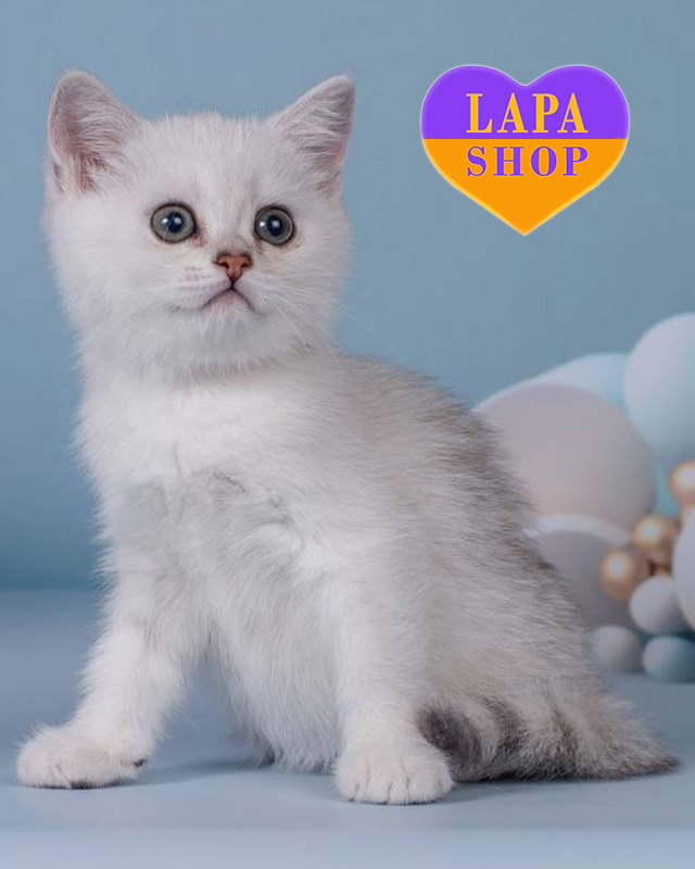 скотіш-страйт забарвлення срібляста шиншила