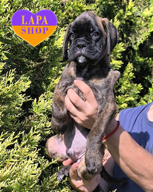 тигровий німецький боксер