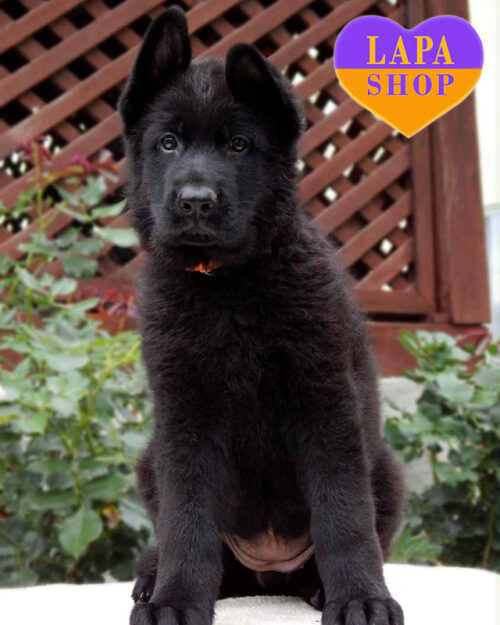 Beautiful Black Girl — Standard German Shepherd