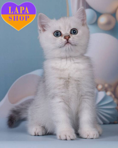 скотиш-страйт окраса серебристая шиншила