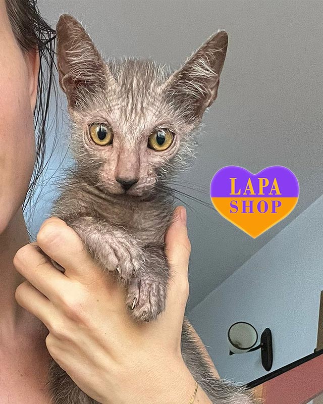 кошка ликой