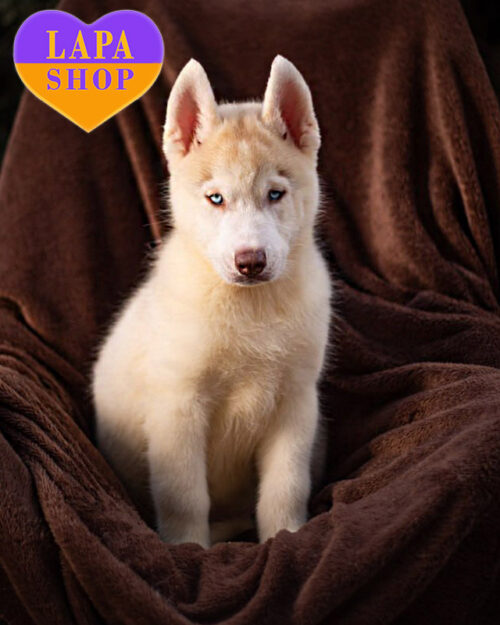 палевий сибірський хаскі