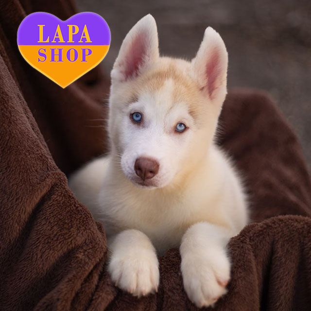 Grandiose-Alastor-02