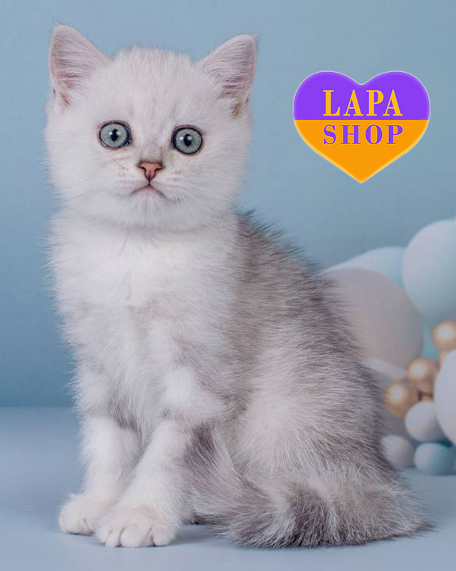 скотіш-страйт забарлення срібляста шиншила