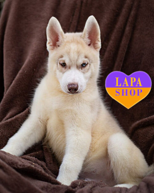 палевий сибірський хаскі