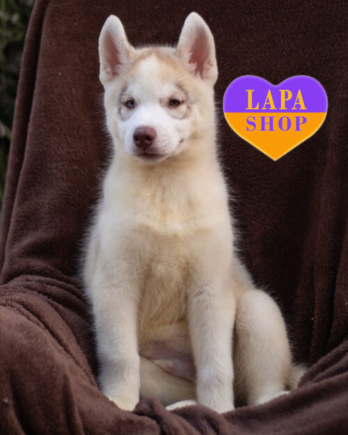 палевий сибірський хаскі