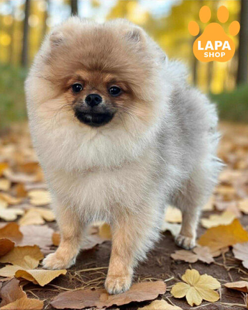 померанський шпіц