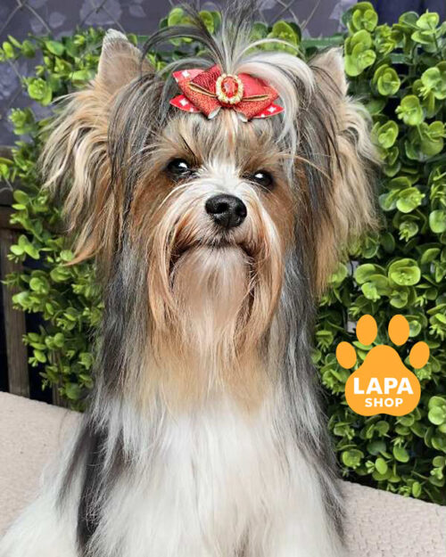 триколорний бівер йоркширський тер'єр