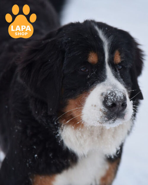 триколорний бернський зенненхунд