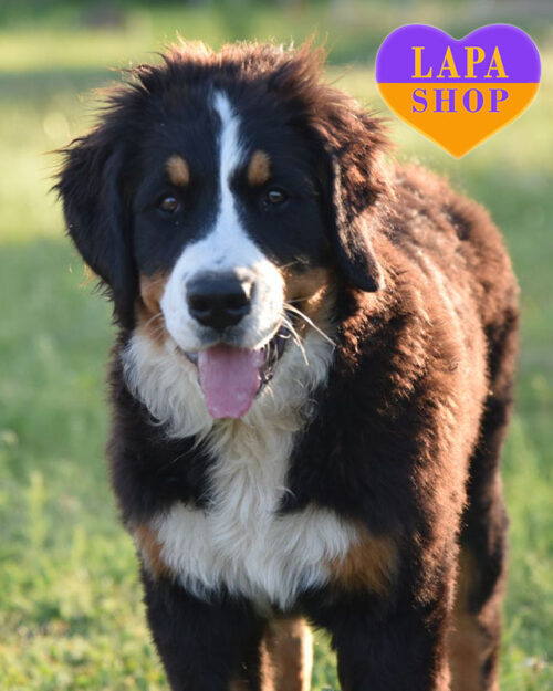 триколорний бернський зенненхунд