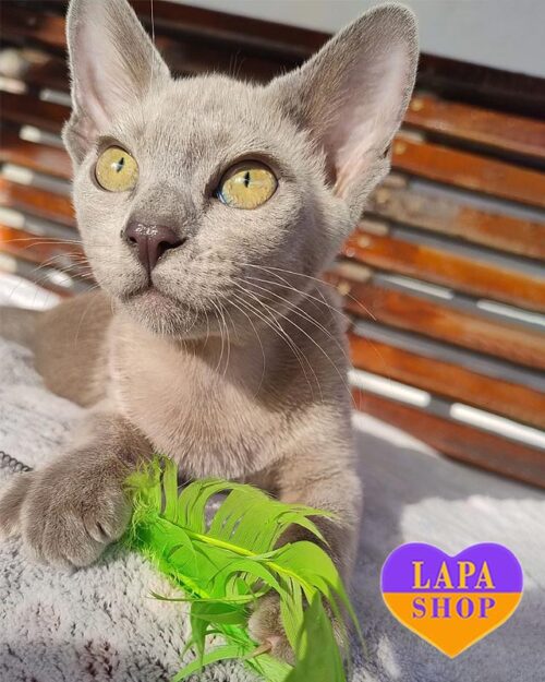 блакитне кошеня європейська бурма