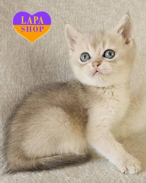 голубо-золотой скоттиш-страйт