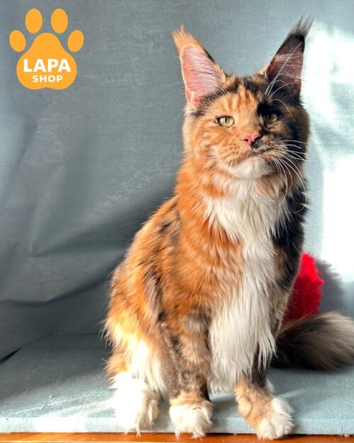 Luxurious Maine Coon Beauty in Tortoiseshell Color Hloya — She is Your Future Favorite hloya90
