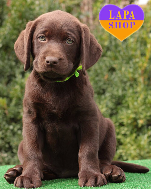 шоколадний лабрадор-ретривер