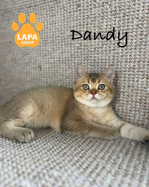 золотий шотландець