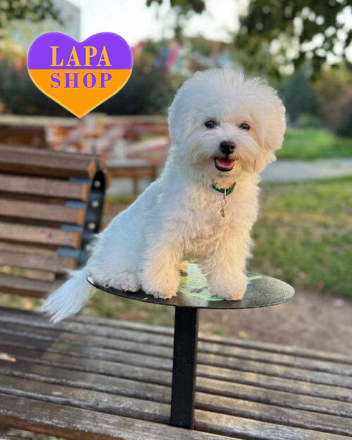 бішон фрізе