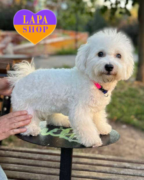 бішон фрізе