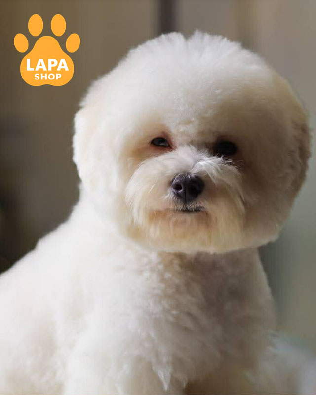 білий бішон фрізе