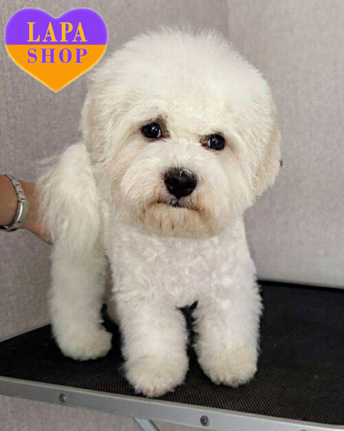 бішон фрізе