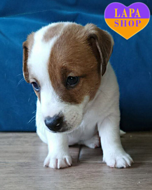 джек-рассел-тер'єр забарвлення біколор