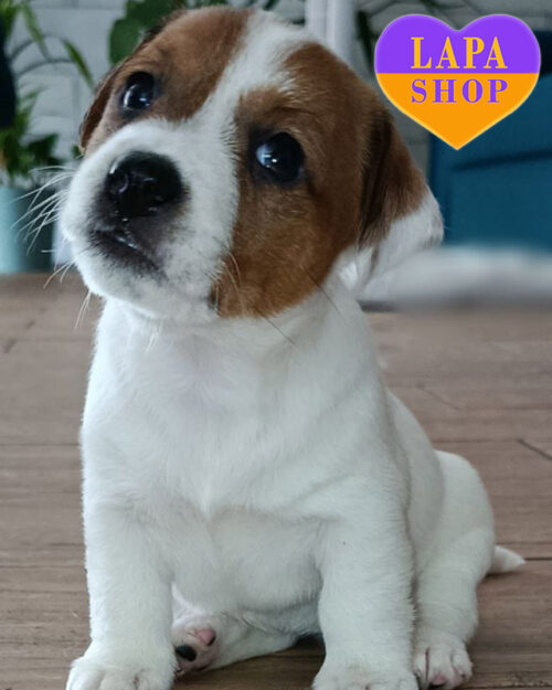 джек-рассел-тер'єр забарвлення біколор