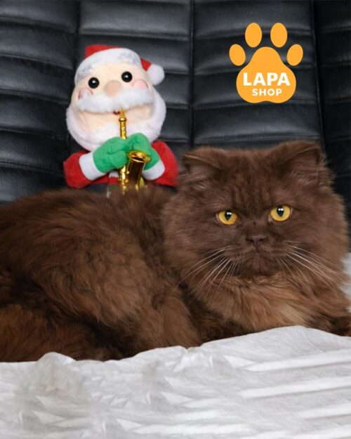 шоколадний хайленд-страйт